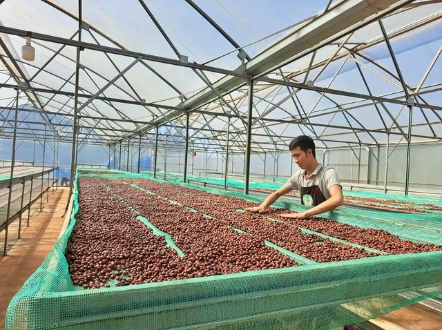 BẠN CÓ ĐANG UỐNG CÀ PHÊ THẬT HAY CHỈ LÀ “CÀ PHÊ” TRỘN ĐẬU NÀNH VÀ BẮP RANG? KHÁM PHÁ NGAY CÁCH NHẬN BIẾT!