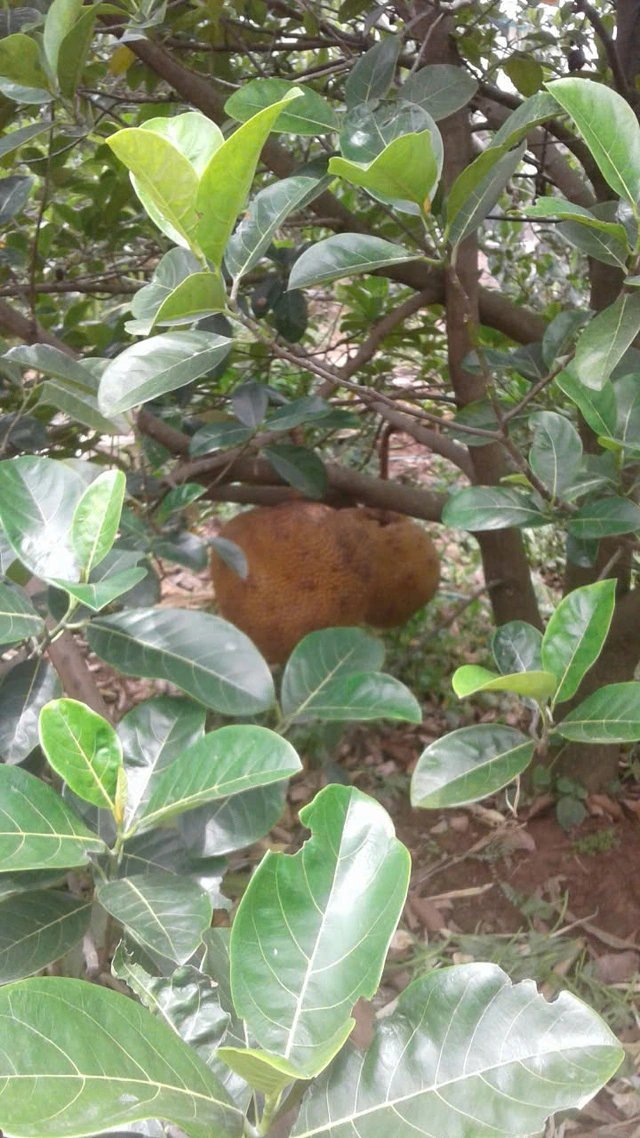 KHÁM PHÁ BÍ MẬT SỐNG BÌNH YÊN, TIẾT KIỆM ĐIỆN VÀ GẮN BÉN VỚI THIÊN NHIÊN!