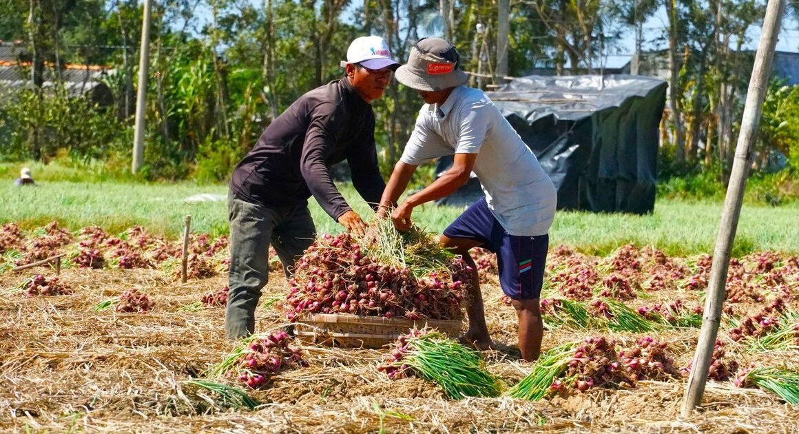 DOANH NGHIỆP ĐỀ NGHỊ HỖ TRỢ CHO THUÊ ĐẤT TRỒNG DƯỢC LIỆU Ở SÓC TRĂNG, NHƯNG TP.CẦN THƠ KHẲNG ĐỊNH ĐÂY LÀ THÔNG TIN CHƯA CHÍNH XÁC