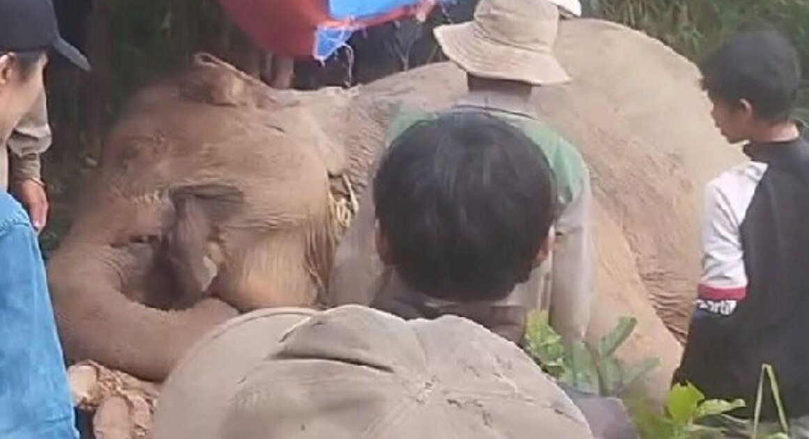 MỘT CON VOI CÁI Ở ĐẮK LẮK BỊ CÂY ĐÂM VÙNG BỤNG, MẤT CHẤP TRONG RỪNG