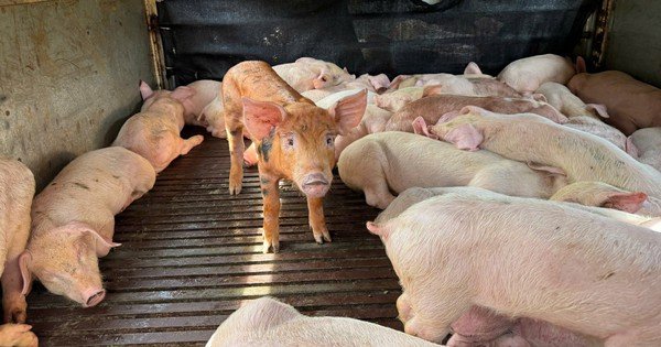 LẠI CÓ MỨC ĐỘ DỊCH TẢ HEO CHÂU PHI ẨN NẬP TRÊN ĐƯỜNG, BỊ CÔNG AN PHÁT HIỆN ĐANG HÀNH TRANH!