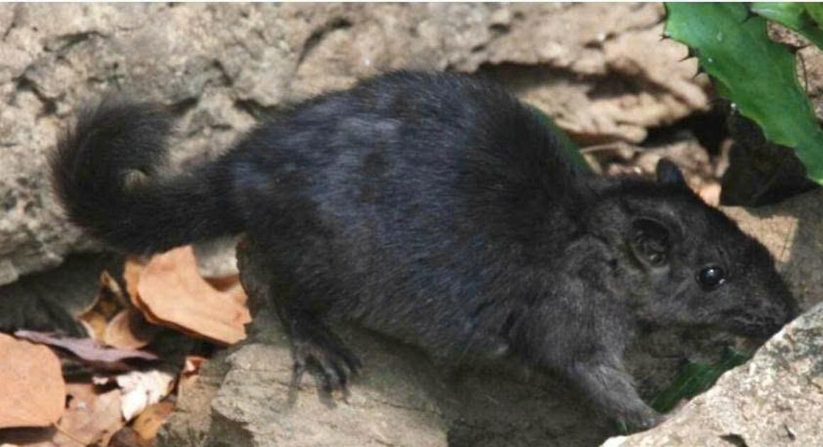 KHÁM PHÁ BẢO TÀNG SỐNG HIẾM GẶP CỦA VIỆT NAM: CHUỘT ĐÁ TUYỆT CHỦNG HƠN 11 TRIỆU NĂM ĐANG BỊ PHÁT HIỆN TRONG VƯỜN QUỐC GIA PHONG NHA-KẺ BÀNG