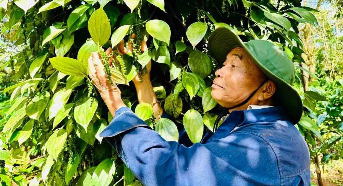 HỒ TIÊU VỤNG BẤT NGỜ VÌ GIẤY CHỨNG NHẬN Y TẾ, NGÀNH HÀNG CẦN CẢO CÁO GẤP TOÀN BỘ.