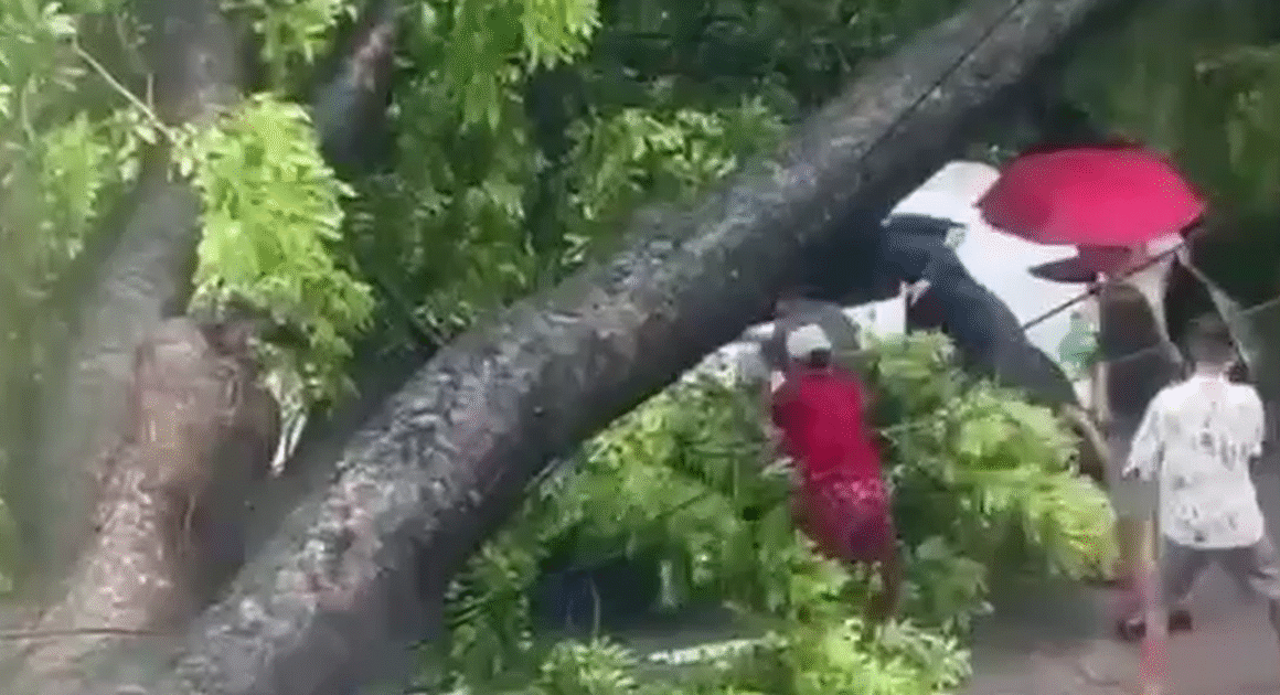 XE Ô TÔ BỊ CÂY CỔ THỤ ĐỔ TRÊN ĐƯỜNG, CẢNH HÁI NHANH CHÓNG XẢY RAỚI NHƯ THẾ NÀO?