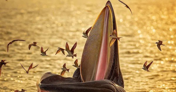 CÁ VOI BRYDE TRỞ LẠI: DẤU CHẤM KHỞI ĐẦU CHO SỰ HỒI SINH CỦA HỆ SINH THÁI BIỂN!