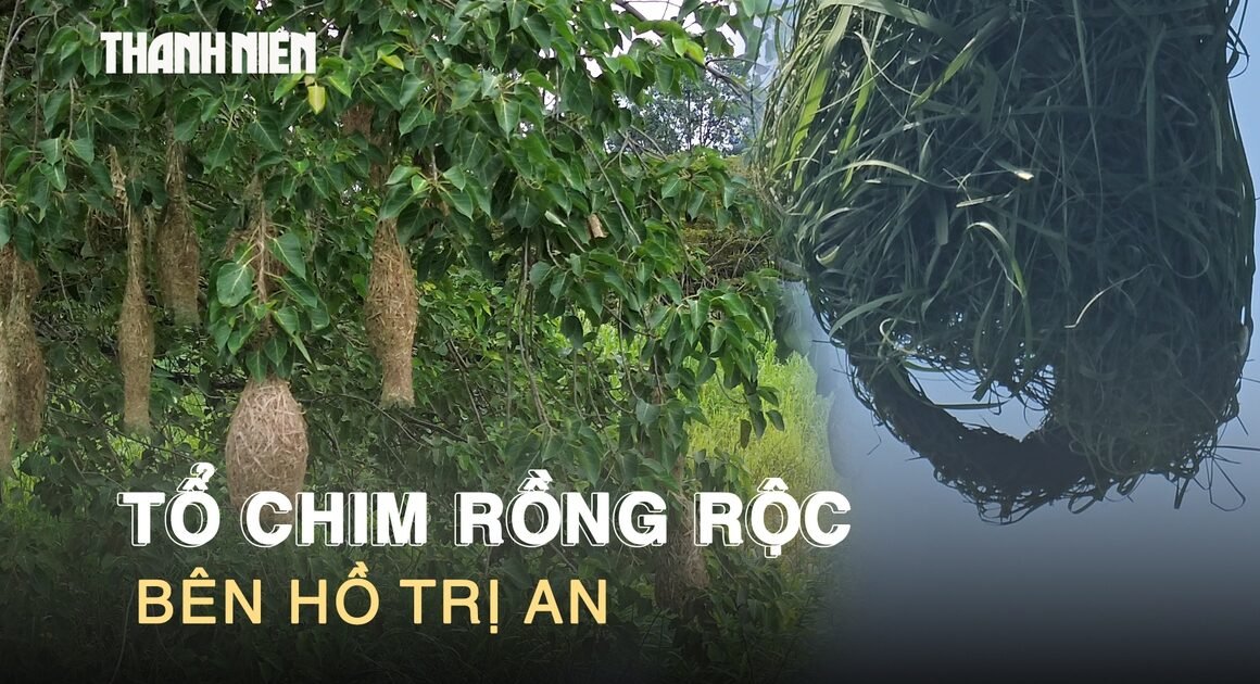 NHỮNG TỔ CHIM RỒNG RỌC TREO LUNG LINH TRÊN CÂY VEN HỒ TRỊ AN, BẠN ĐÃ TỪNG CHUỒNG MẮT CHƯA?