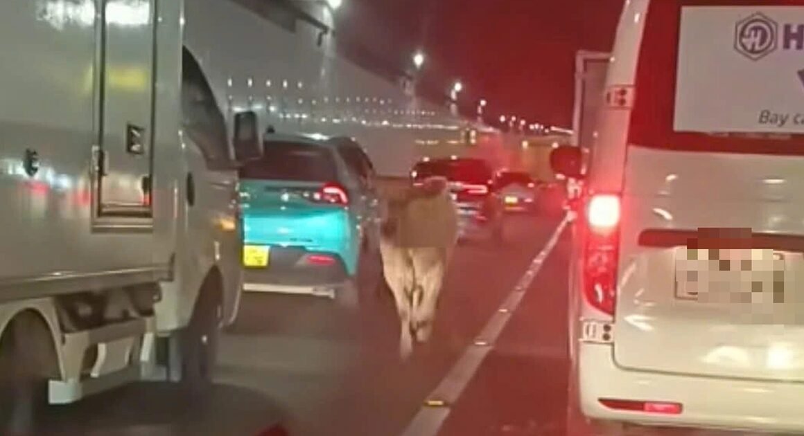 MỘT CON BÒ KINH NGHIỆM LAO VÀO HẦM SÔNG SÀI GÒN, GÂY CHO GIAO THÔNG CHOÁNG NGHỈ!