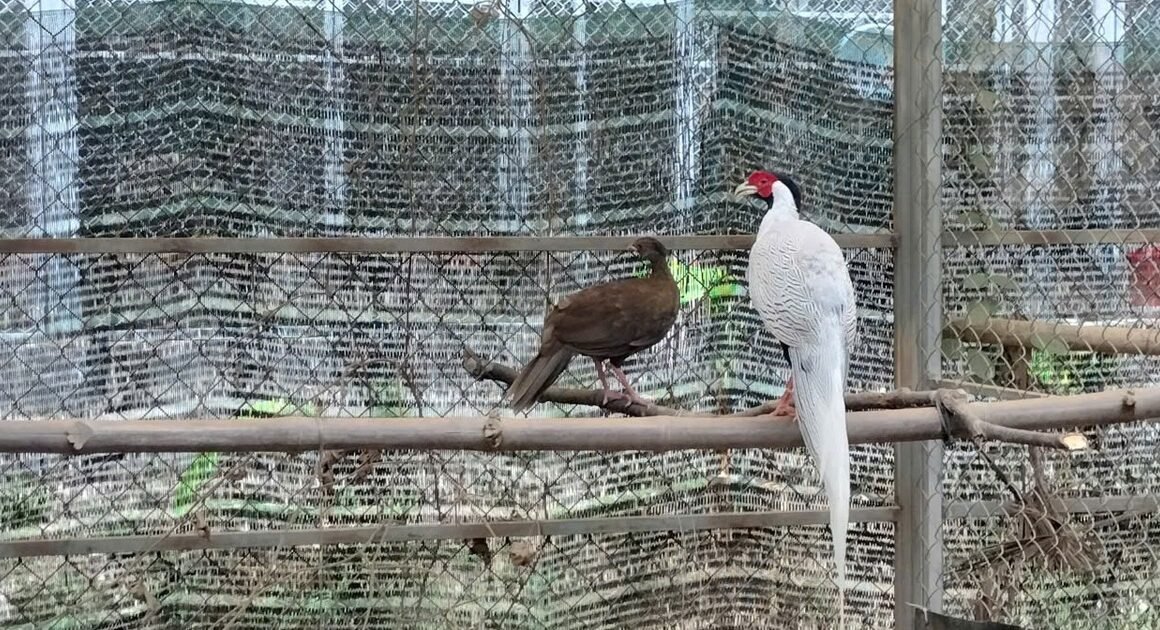 GÀ LÔI TRẮNG – LOÀI ĐỘNG VẬT HOANG DÃ CÓ ĐẾN CẢ SÁCH ĐỎ VÀ ĐÃ GÂY XÚC ĐỘNG Ở KHU BẢO TỒN PHONG ĐIỀN!