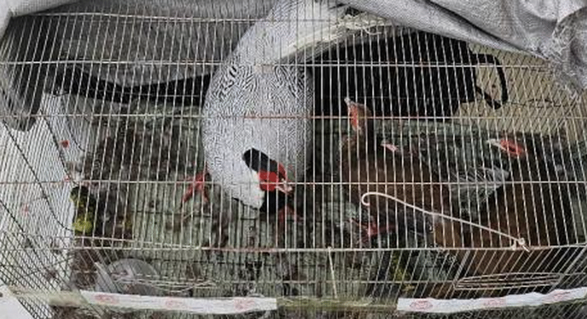 TẠI SAO VIỆC NUÔI NHỘT GÀ LÔI TRẮNG KHÔNG ĐĂNG KÝ CÓ THỂ BỊ XỬ LÝ HÌNH SỰ?