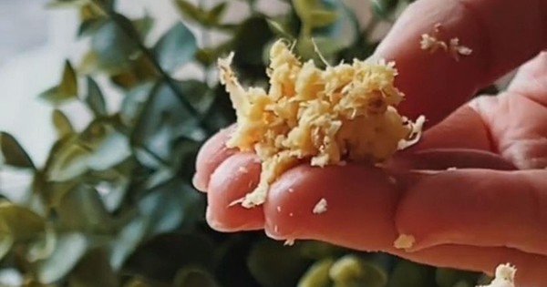 KHÁM PHÁ CÁCH ĂN GỪNG ĐỂ TĂNG CƯỜNG SỨC KHỎE VÀ CHỐNG UNG THƯ HIỆU QUẢ NHẤT!