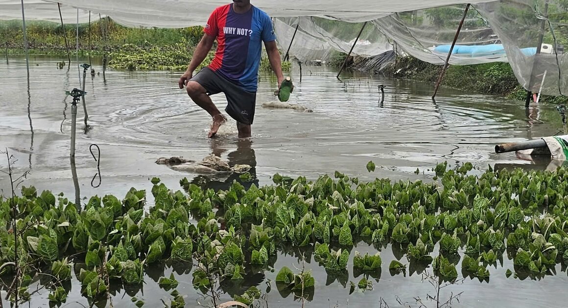 CƠN MƯA LỚN Ở TP.HCM GÂY THIỆT HẠI HÀNG TRĂM TRIỆU ĐỒNG CHO NÔNG DÂN VÀ DIỆN TÍCH RAU BỊ HEO ÚA NẶNG NỀ