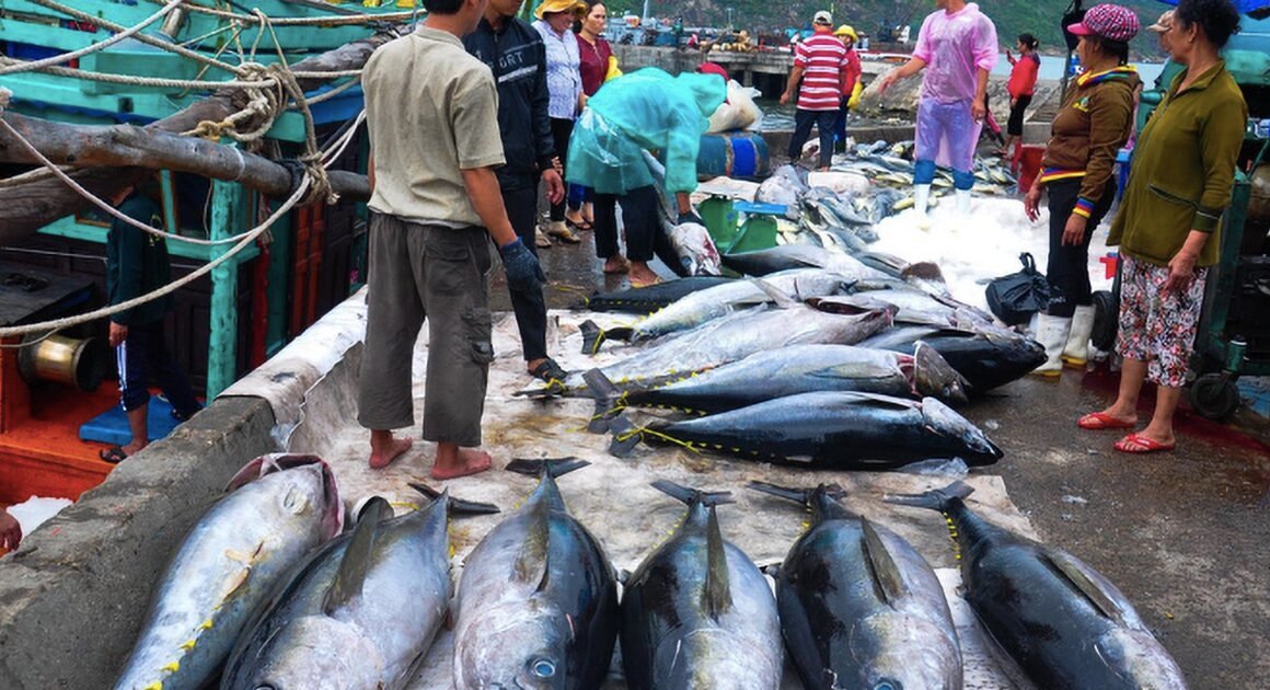 ngành hải sản việt nam có nguy cơ mất thị trường lớn nhất nếu bị cấm nhập khẩu vào mỹ – vậy ngành sẽ chuyển hướng ra sao để vượt qua khủng hoảng?