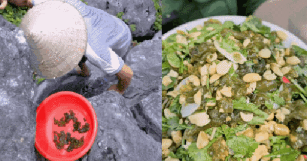 KHÁM PHÁ VÀO VÙNG ĐẤT NINH BÌNH, KHÔNG THỂ BỎ LỠ HƯƠNG VỊ ĐẬM ĐÀ CỦA DÚN ĐÁ GIÒN MÁT, GÂY THƯƠNG NHỚ KHÓ QUÊN!