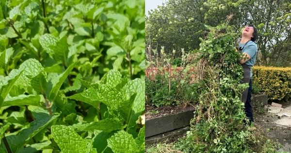 CÁC LOÀI CÂY VẪN ĐẸP NHƯ MƠ, NHƯNG TRỒNG XONG LẠI MUỐN ĐÀO LÊN NGAY!