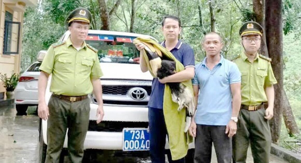 người dân quảng trị phát hiện chim quý hiếm bay vào vườn sau mưa lớn, giao nộp để bảo vệ loài còn lạ lẫm