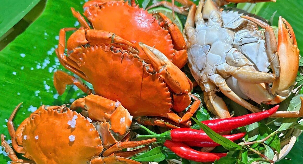 KHÁM PHÁ VỊ NGỌT NGÀO, THỊT CHẮC NỊCH CỦA CUA YẾM VUÔNG CÀ MAU, ĐỪNG BỎ LỠ MÓN ĐẶC SẢN ĐÁNG NÓI NHẤT XỨ CỬU LONG!