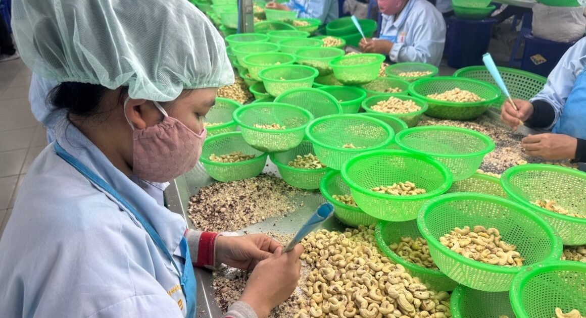 ngành điều việt nam: thành công hay đang chật vật trước thực tế phụ thuộc nhập khẩu?