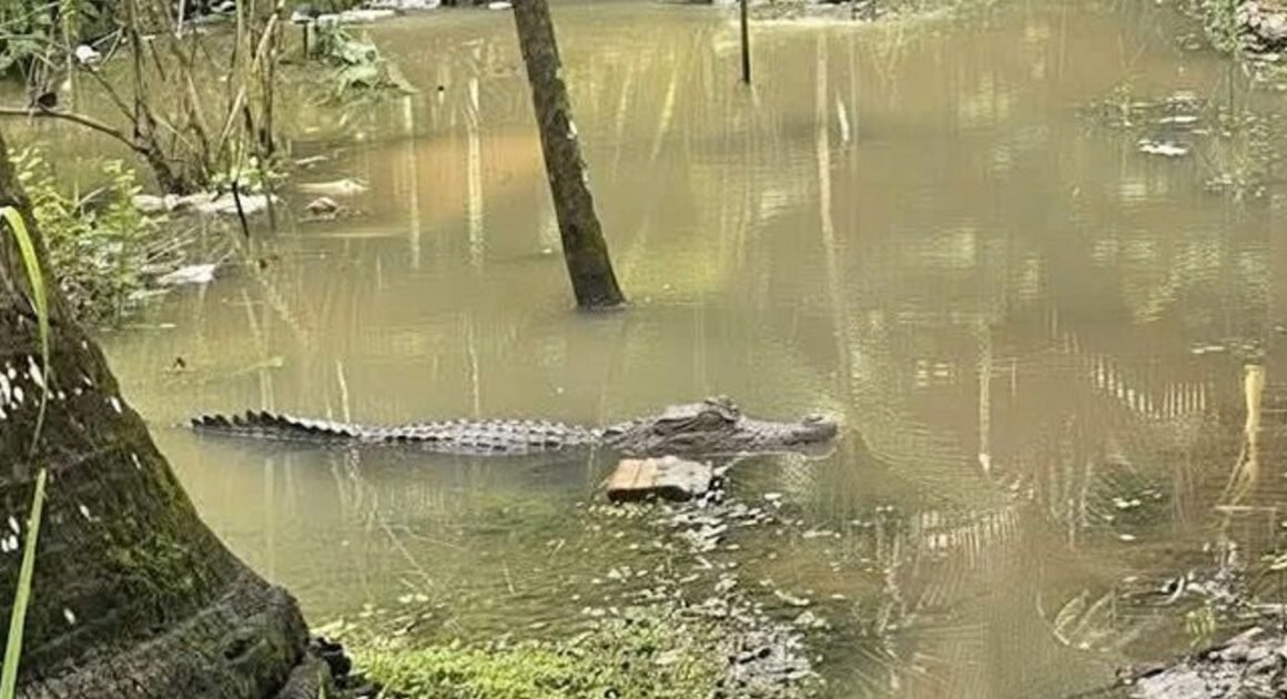 BÁO CẢO SÁT CÁ SẤU DÀI 1,5 MÉT ĐANG LẨN SÂU TRÊN CÁC PHÙN NƠI ẤP PHỤNG TƯƠNG 2, NHƠN MỸ, CẦN THƠ!