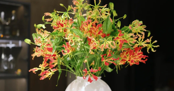 KHÁM PHÁ NHỮNG LOẠI CÂY ĐỘC Không Nên Có Trong Nhà, Đặc Biệt Gia Đình Có Trẻ Nhỏ Hay Thú Cưng!