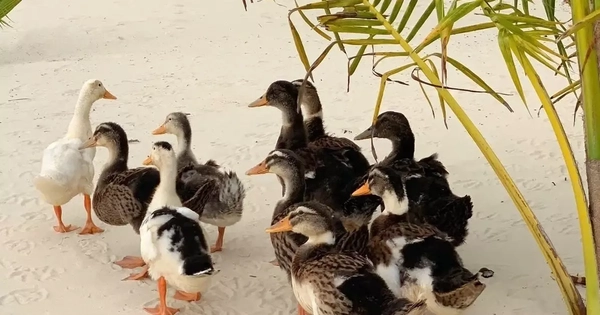 ĐÀN VỊT TRÔI DẠT VÀO RESORT SANG TRỌNG, BẤT NGỜ TRỞ THÀNH HIỆN TƯỢNG MẠNG VỚI CUỘC THI ĐẶT TÊN ĐẶC BIỆT!