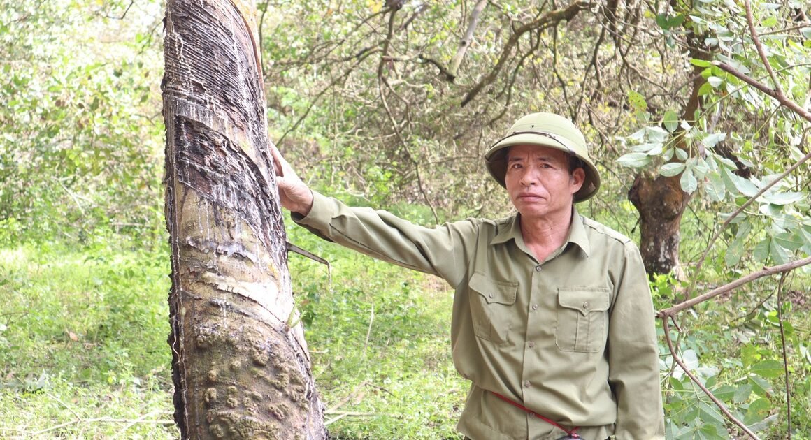 HỘ DÂN NHẬN TIỀN TRỊ GẤP 21 TỶ, TỰ NGUYỆN CHẶT CÂY, BÀN GIAO MẶT BẰNG SỚM CHO DỰ ÁN CAO TỐC GIA NGHĨA – CHƠN THÀNH!