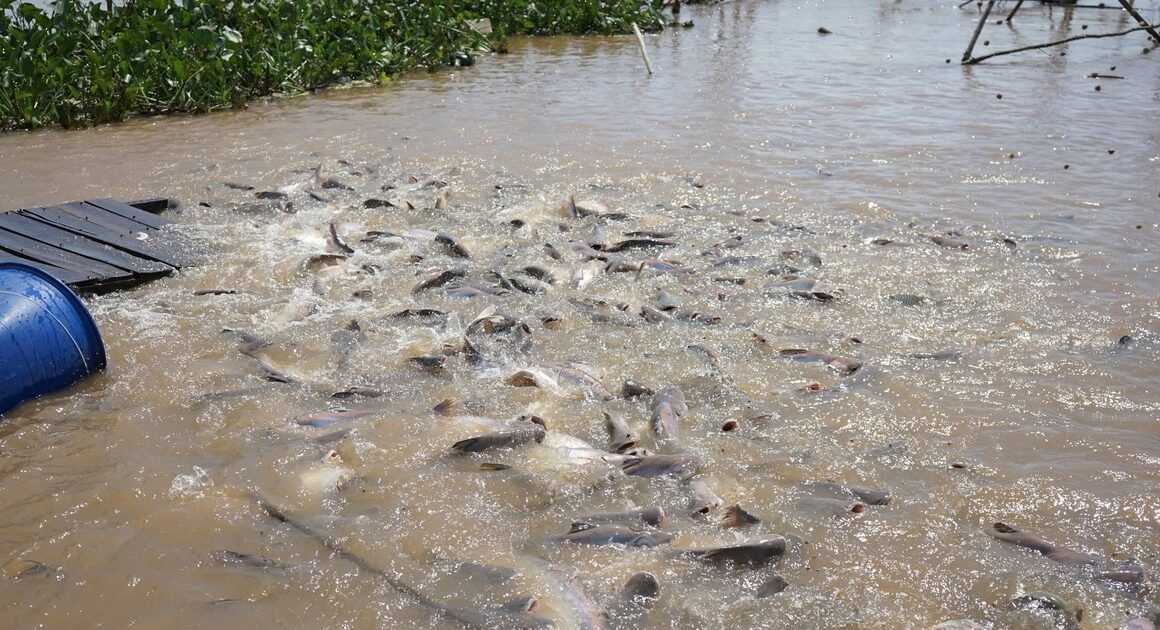 ĐÀN CÁ LẠ SỐNG BỜ KÈ ĐỒNG THÁP, CÓ GÌ ĐẶC BIỆT KHI NHIỀU CON CÓ CHẤM TRẮNG TRÊN ĐẦU?