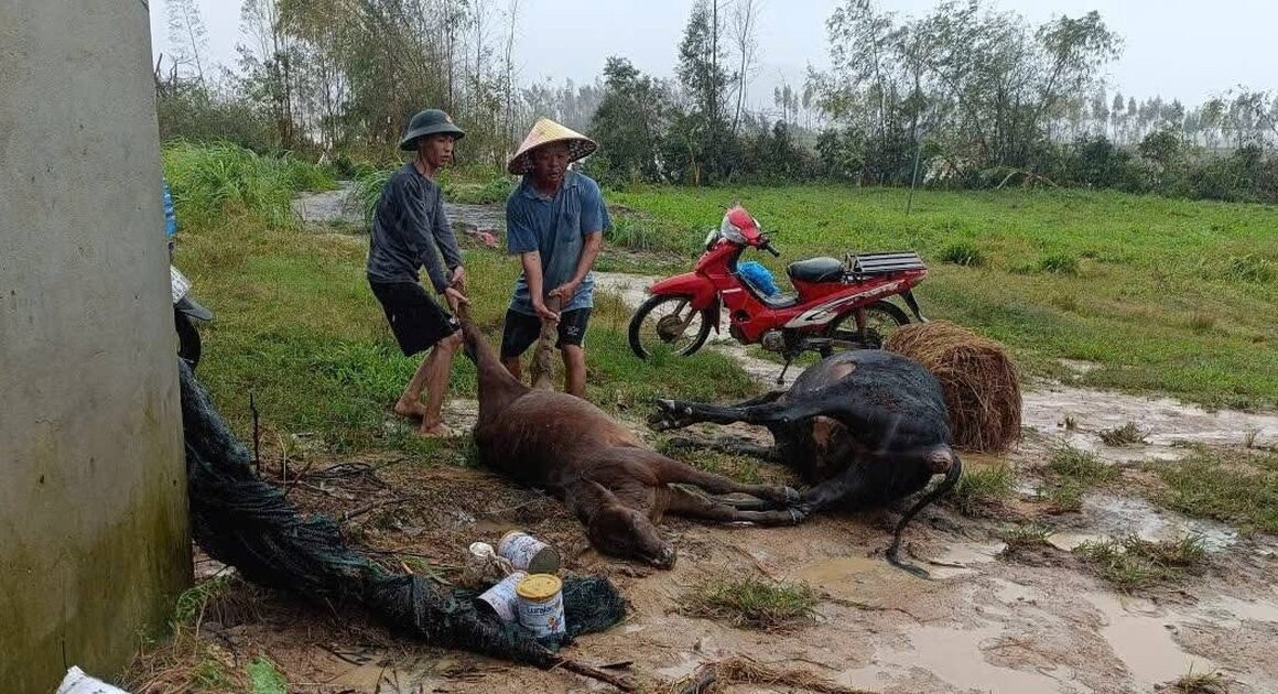 cơn lũ dữ quét qua đêm, anh hoàng văn nghiêm mất tất cả đàn bò chỉ trong chốc lát