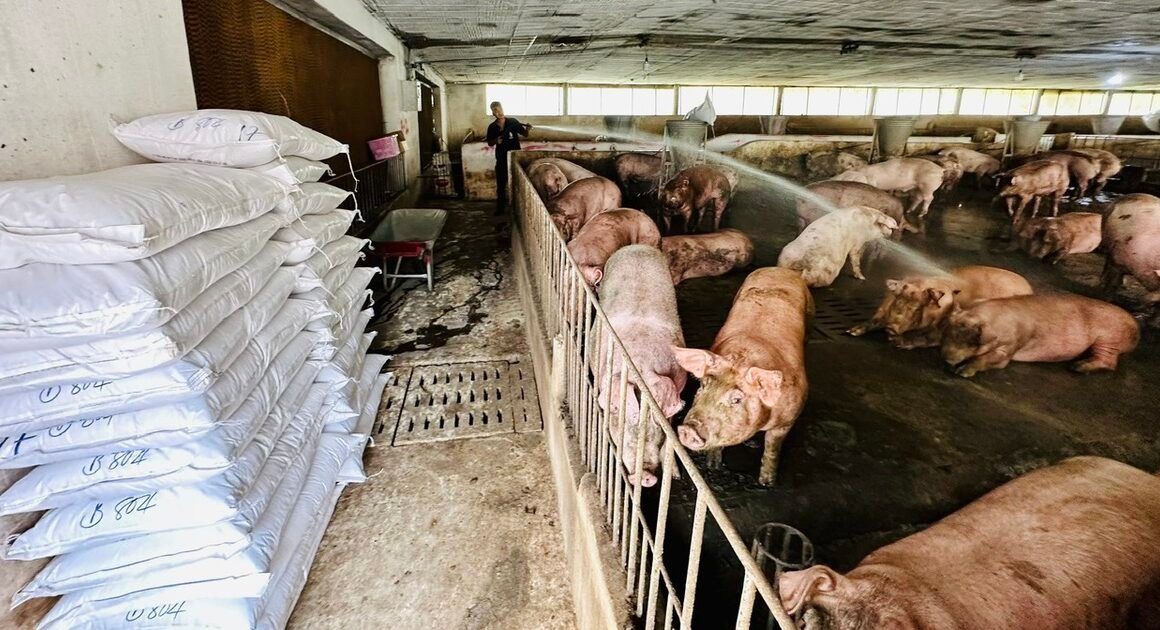 MƯA LŨ LỊCH SỬ ĐANG KHIẾN GIA TĂNG GIÁ THỊT HEO, LIỆU TẾT NÀY CÓ THỂ BỊ THIẾU HÀNG?