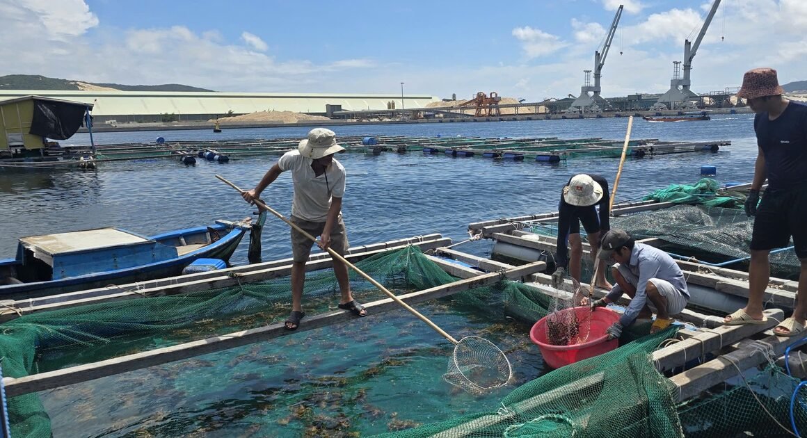 **XẢY RA GÌ KHI BÃO SỐ 15 ẬP ĐẾN KHÁNH HÒA, CHUẨN BỊ ỨNG PHÓ NHƯ THẾ NÀO?**