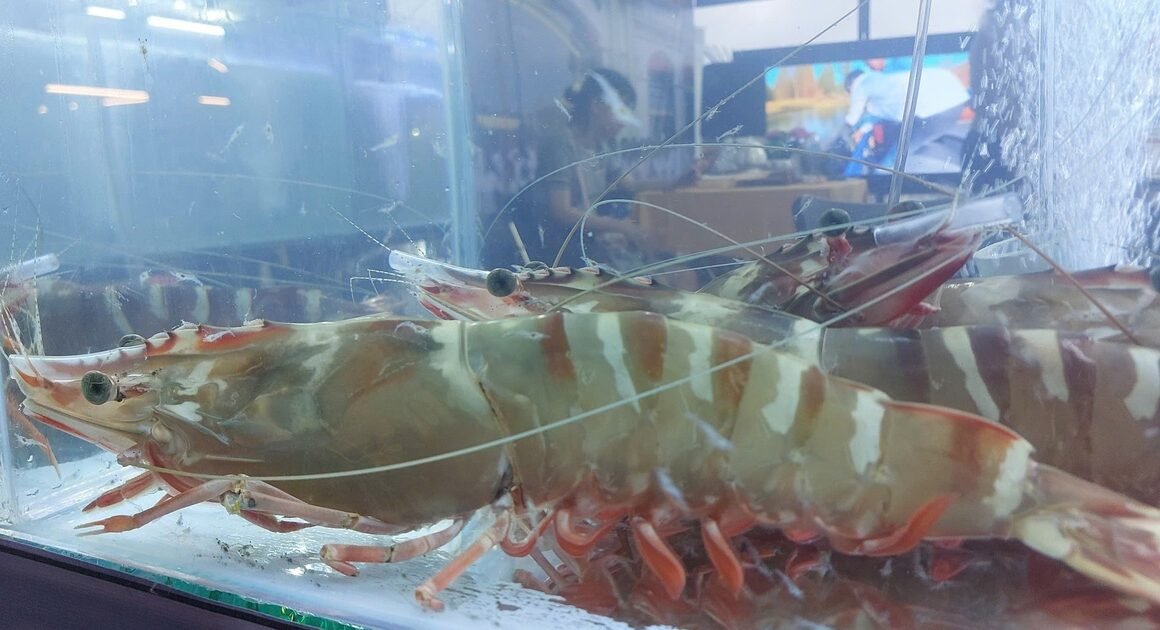 SỰ XUẤT HIỆN CỦA NHỮNG CON TÔM SÚ MẸ HƠN 20 CM, GIÁ TRÊN 6 TRIỆU ĐỒNG MỘT CON, ĐÃ KHIẾN NGÀY HỘI CUA CÀ MAU TRỞ NÊN HẤP DẪN KHÓ CƯỠNG!