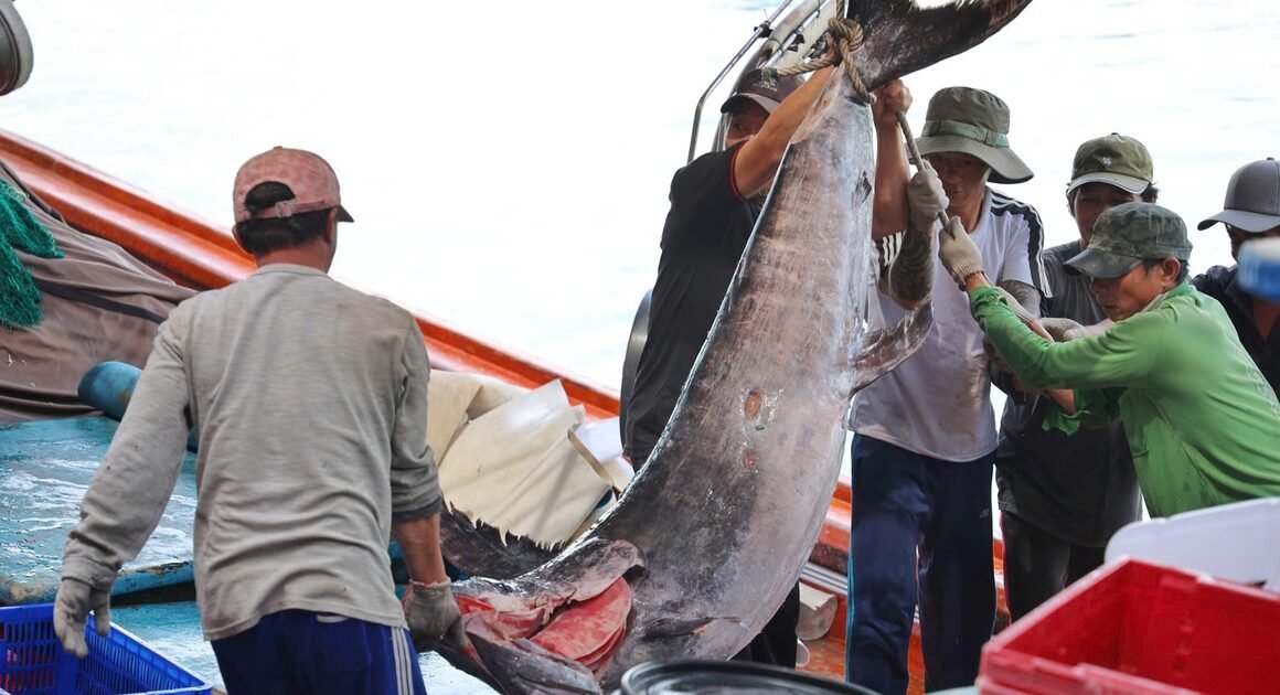 LO SỢ THIỆT HẠI TỪ BÃO, NGƯ DÂN KHÁNH HÒA Ồ ẠT BÁN CÁ GIÁ RẺ HƠN 25%!