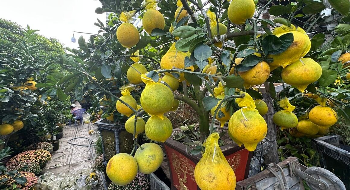 KHÁM PHÁ SỰ HỘI TỤ ĐẶC SẮC CỦA CÁC LOẠI HOA ĐƯỢC SÓNG VỀ TP.HCM ĐÓN TẾT SỚM!