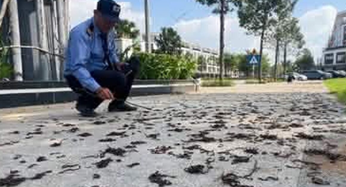 GIUN ĐẤT BÒ LÊN MẶT ĐƯỜNG RỒI CHẾT KHÔ HÀNG LOẠT, BẠN ĐÃ BIẾT LÝ DO CHƯA?