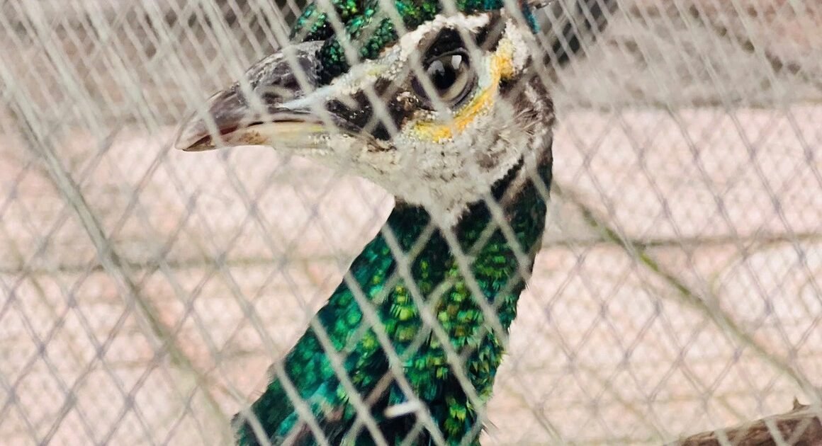 ANH CHÀNG HÀ TĨNH VƯỢT NGÀY THÁC DÂU, ĐƯA CHIM CÔNG VỀ VỚI ĐỘNG VẬT HOANG DÃ QUÝ HIẾM TRONG SÁCH ĐỎ!