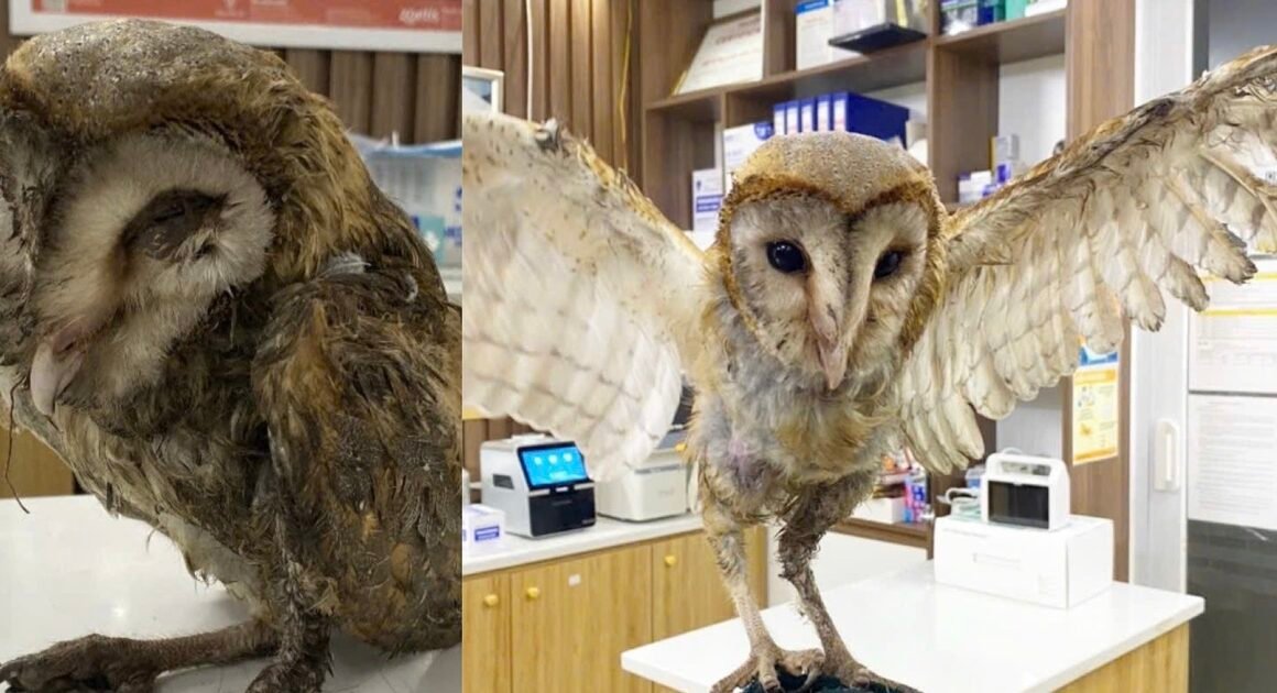 DIỄN BIẾN KINH NGẠC SAU MỘT TUẦN BỊ VỨT RA BÃI RÁC VÌ BẨY CHUỘT, CHÚ CHIM CÚ LỢN ĐÃ BẬT CHÁY SỨC SỐNG KỲ DIỆU