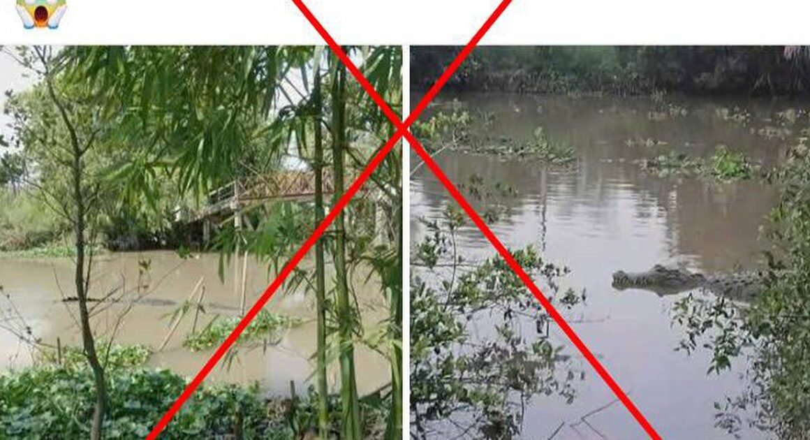 THÔNG TIN VỀ CÁ SẤU TRÊN KÊNH XÁNG NÀNG MAU LÀ BÔI THUẬN, KHÁNG ĐỊNH VỚI THÔNG TIN GIẢM SAU