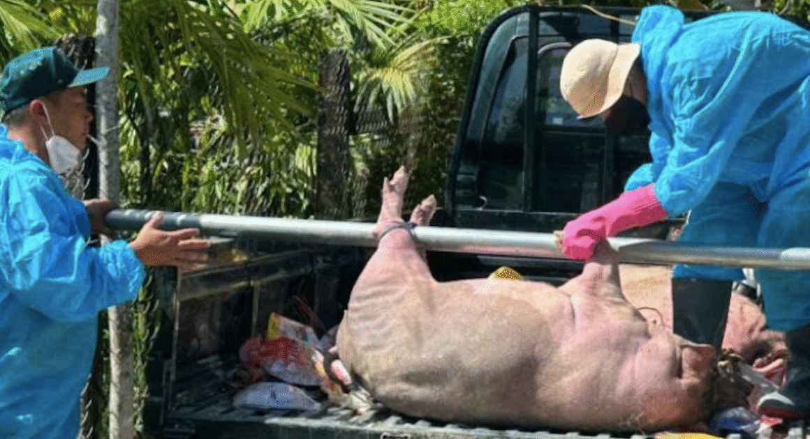 NGUY CƠ DỊCH BỆNH TRONG NGÀNH CHĂN NUÔI CÓ THỂ BÙNG PHÁT TRONG THỜI GIAN TỚI, ĐÁP ỨNG CHỐNG CHƠI VƠ ĐIỀU KIỆN KHÓ KHĂN của MƯA BÃO VÀ LŨ LỤT.