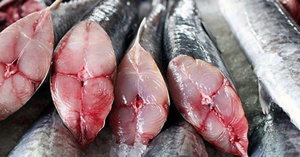 KHÁM PHÁ BƯỚC TIẾN MỚI VỀ CÁ HỒI – GIẢI MÃ BẬC THẦY CÁC GIÁ TRỊ CHƯA TỎA SÁNG