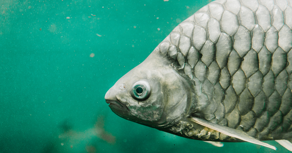 ** ĐIỀU KỲ DIỆU NĂM 2023: CÁ DIẾC KHÔNG XƯƠNG DĂM NHỜ CÔNG NGHỆ CHỈNH SỬA GEN ĐỘC ĐÁO! **