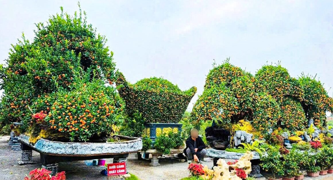 HAI TRONG 3 TÁC PHẨM QUÝT CẢNH ‘PHÚC – LỘC – THỌ’ CHÀO ĐÓN TẾT NGUYÊN ĐÁN BỊ KHÁCH HÀNG ĐẶT MUA SỚM, CHỨNG TỎ SỨC HÚT KHÔNG NGỜ NĂM NAY!