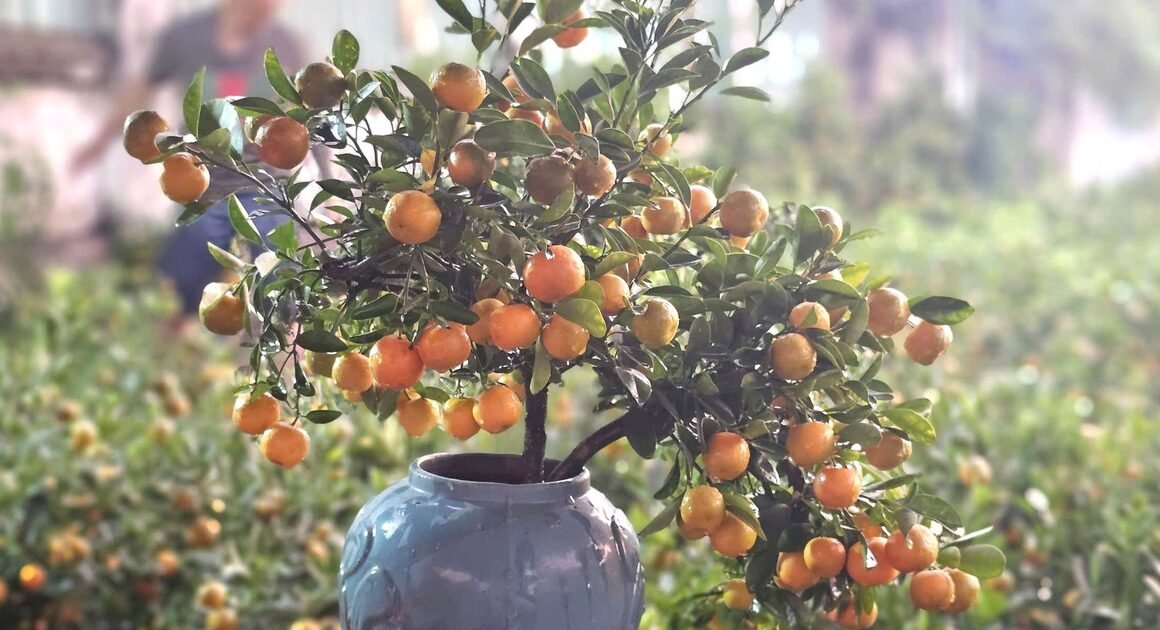 GẦN 2.000 CÂY QUẤT VƯỢT HƠN 1.000 KM VẬN CHUYỂN VẬT TƯ, CHƯA ĐẾN TẾT, BẠN ĐÃ THẤY ĐƯỢC TÌNH NGHĨA ĐỦ ĐỂ CHIA SẺ?