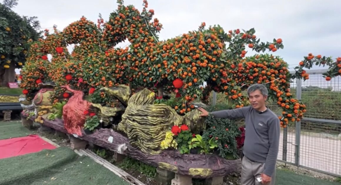 KHÁM PHÁ THỊ TRƯỜNG KIỂNG ĐỘC ĐẠO, QUẢL LẠ ĐỔ VỀ THÀNH PHỐ, HỒI HỘP MÙA TẾT ĐANG KÉO DÀI!