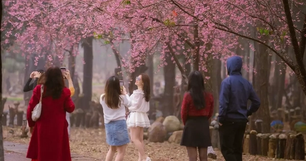 KHÁM PHÁ MÙA HOA ANH ĐÀO ĐẦU NĂM MỚI TẠI MĂNG ĐEN, QUẢNG NGÃI – Nơi MÙA ĐÔNG ĐÁNG TRẢI NGHIỆM NHẤT 2026!