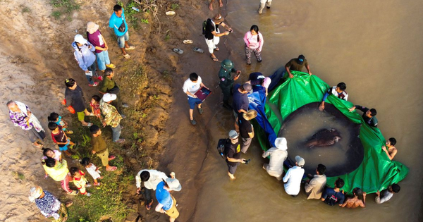 KHÔNG NGỜ, DÒNG SÔNG TIỀN GIẢI MẬT VẬT “QUÁI NGƯ” KHỦNG 220KG CHỈ TRONG TRUYỀN THUYẾT!