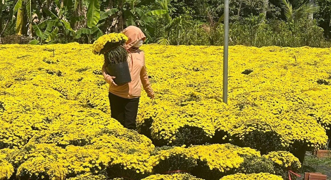 KHOẢNH “TRIỆU VIEW” TỪ CHỢ LÁCH GIÚP NÔNG DÂN BƠM CHIỀU THUÊ CUỘC SỐNG MÙA TẾT