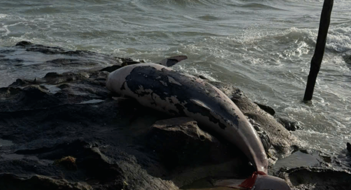 MỘT CON CÁ HEO KHỐI LỚN HƠN 100 KG BỊ PHÁT HIỆN CHẾT TRÔI DẦN VÀO BỜ PHÚ QUỐC GÂY CHU MỐI BÁO ĐỘNG