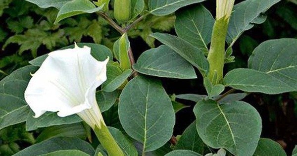 NHỮNG CÂY HOA ĐẸP MÊ HỒN, NHƯNG CẦN CẨN TRỌNG TRƯỚC KHI ĐẶT TRONG NHÀ!