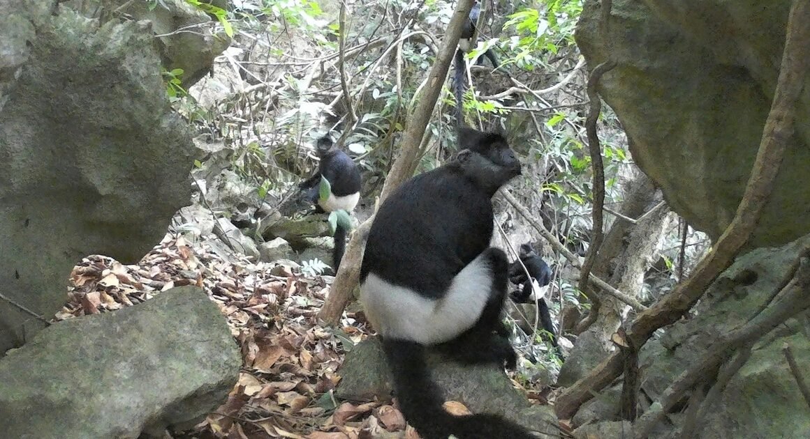 KHÁM PHÁ QUẦN THỂ VOỌC MÔNG TRẮNG ĐẸP NHẤT NHIỀU NĂM TRONG VƯỜN QUỐC GIA NINH BÌNH!