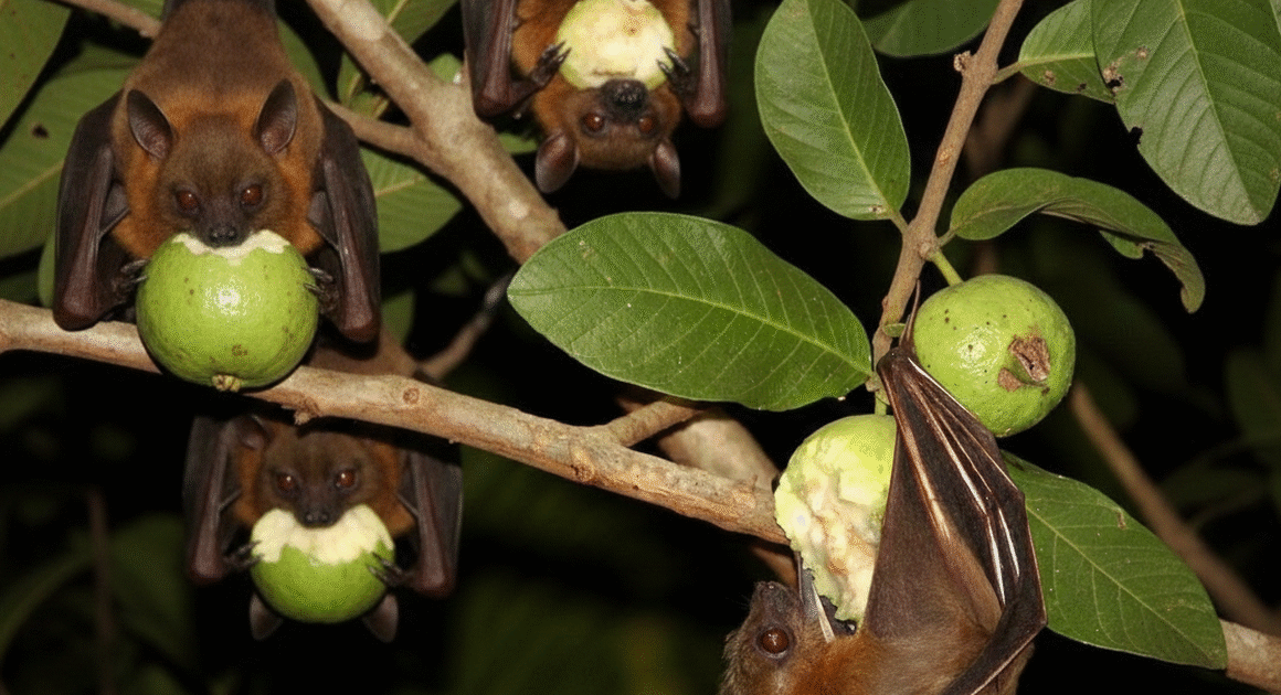 BẠN CÓ BIẾT RẰNG VIRUS NIPAH CÓ TĂNG TÍNH LÂY NHIỄM NHANH, NHƯNG ĐỪNG HOANG MANG, BỞI VẪN CÓ CÁCH ĐỂ PHÒNG CHỐNG HIỆU QUẢ!