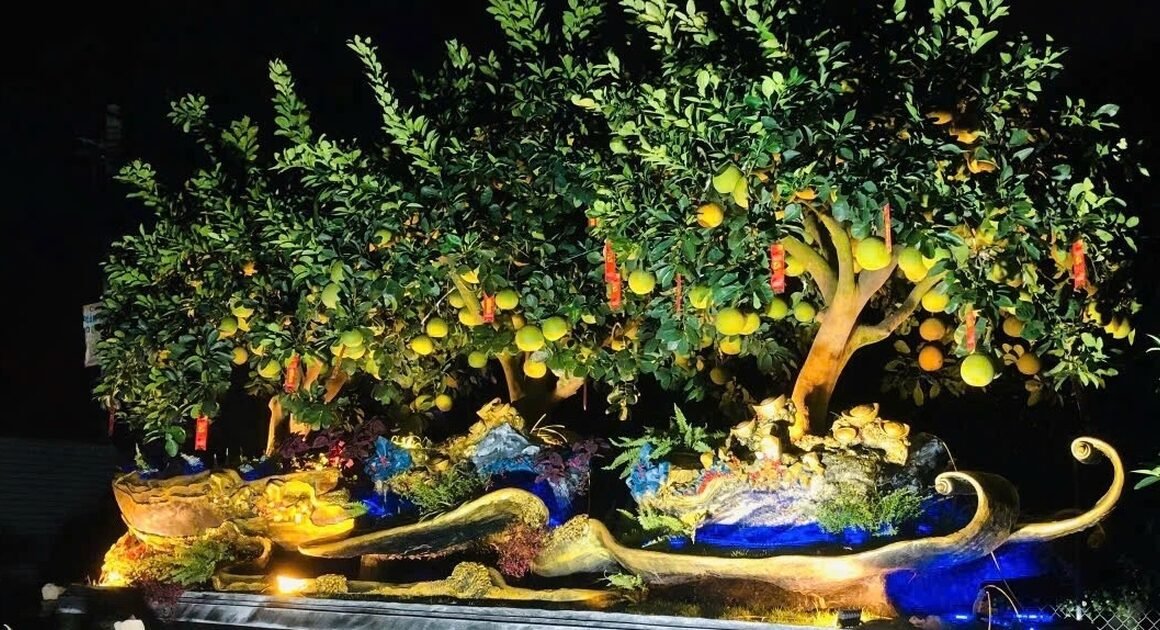 KHUYẾN MÃI KHỦNG CHO CHẬU BƯỞI DIỄN 288 TRIỆU ĐỒNG: CẢ HÀ NỘI VÀ HƯNG YÊN ĐANG CHUẨN BỊ CHO THỊ TRƯỜNG TẾT NGUYÊN ĐÁN 2026!